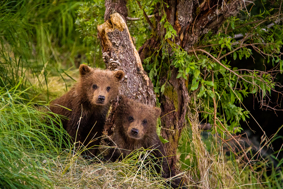 Katmai National Park