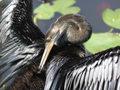 The Everglades National Park
