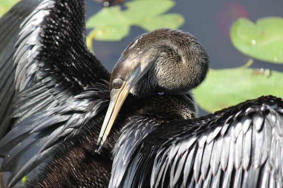 The Everglades National Park