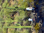 Saguaro National Park