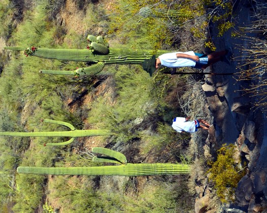 Saguaro National Park