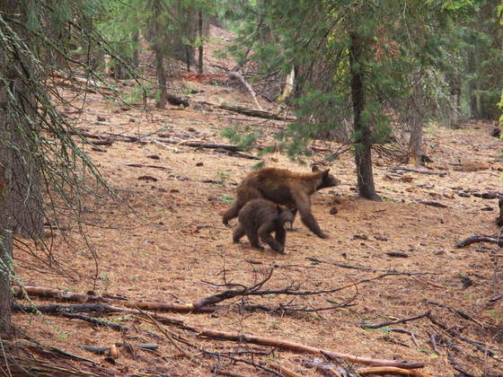 sequoia national forest