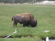 Yellowstone National Park