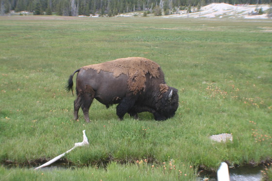 Yellowstone National Park