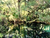 Ocala National Forest