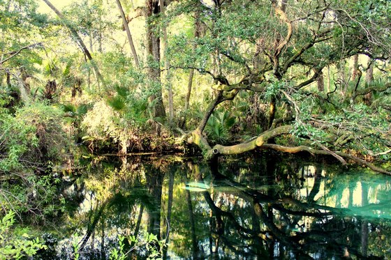 Ocala National Forest