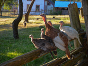 Family of Turkeys enjoying the Sunset