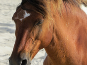Assateague Island 
