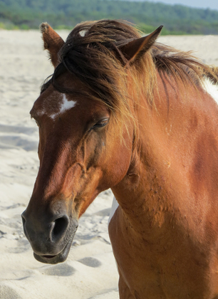 Assateague Island 