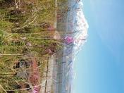 Denali National Park