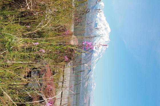 Denali National Park