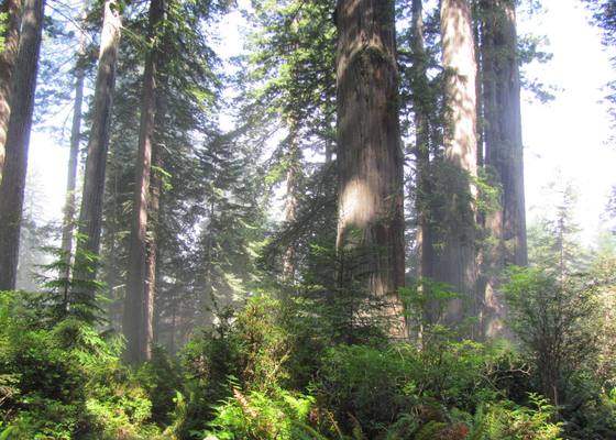 Lady Bird Johnson Grove