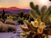Joshua Tree National Park