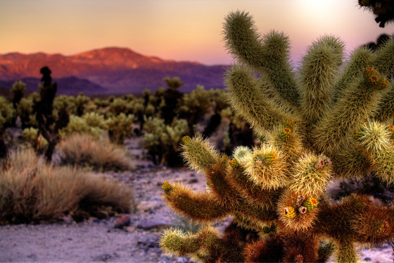 Joshua Tree National Park