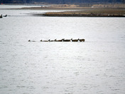 DeSoto National Wildlife Refuge