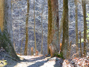Shenandoah National Park