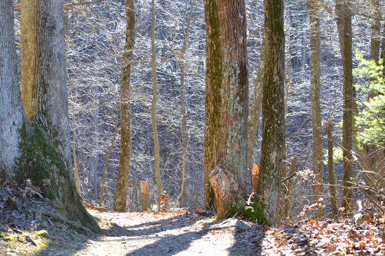 Shenandoah National Park