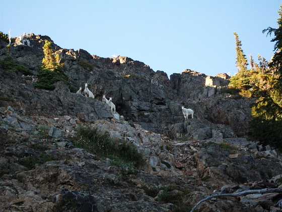 Mt. Rainier National Park