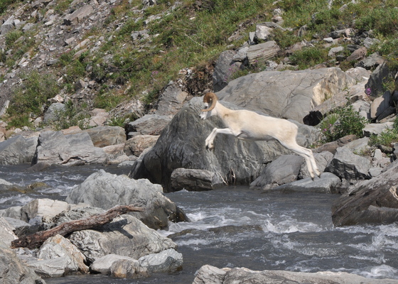 Denali National Park and Preserve