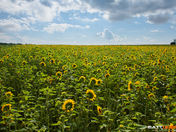 Sea of Sunflowers