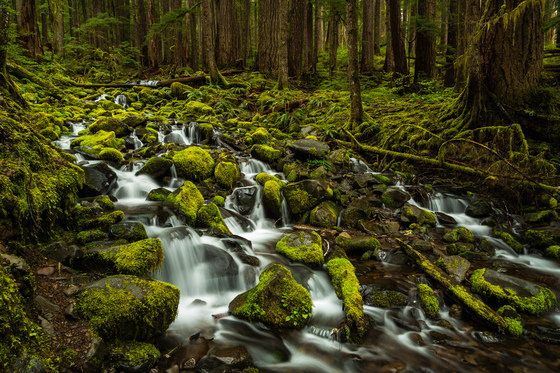 Olympic National Park