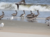 Assateague Island National Seashore