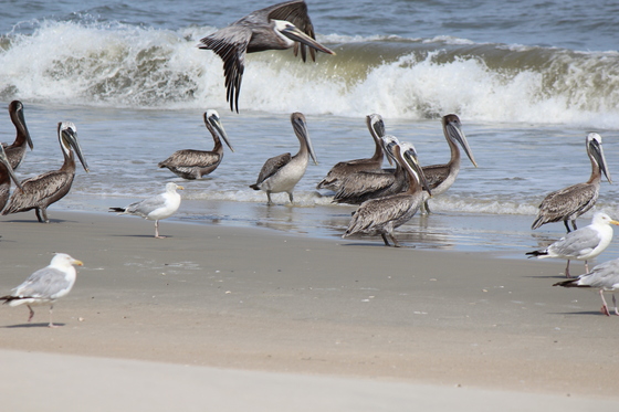 Assateague Island National Seashore
