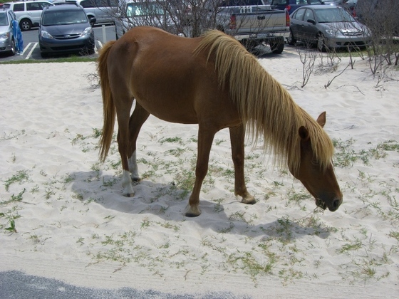 Assateague Island National Seashore National Park