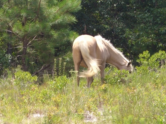 Assateague Island National Seashore National Park