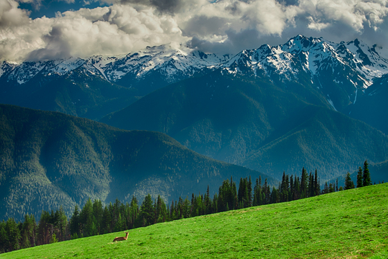 Hurricane Ridge, Olympic National Park