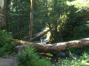 Willamette National Forest