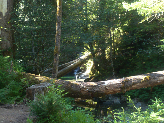 Willamette National Forest