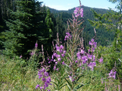 Willamette national Forest