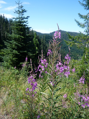 Willamette national Forest