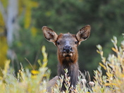 Rocky Mountain National Park