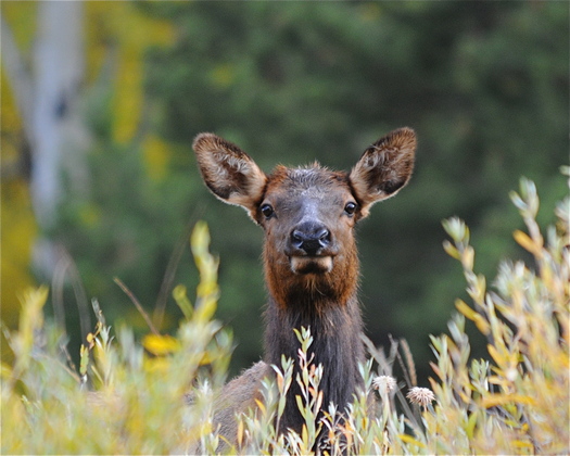 Rocky Mountain National Park