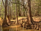 Congaree National Park