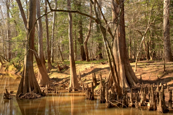 Congaree National Park