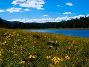 Kaibab National Forest