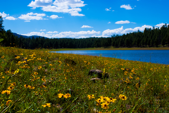 Kaibab National Forest