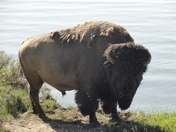 Yellowstone National Park