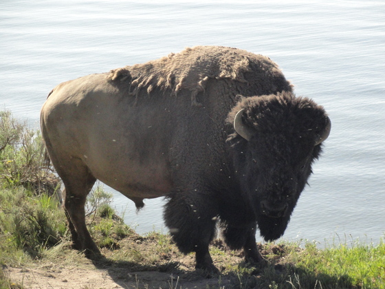 Yellowstone National Park