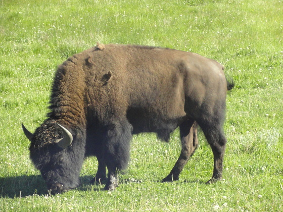Yellowstone National Park