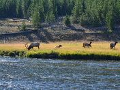 Yellowstone
