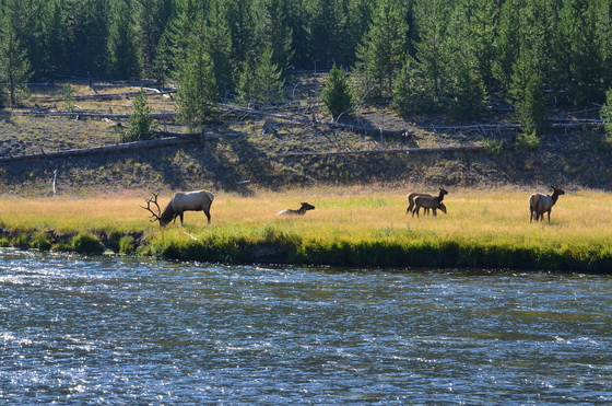 Yellowstone