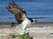Laguna Atascosa National Wildlife Refge