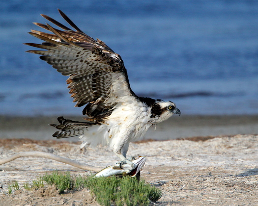 Laguna Atascosa National Wildlife Refge