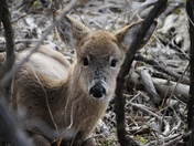 John Heinz Wildlife refuge