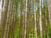 Pierce Stocking National Park