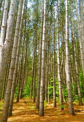 Pierce Stocking National Park